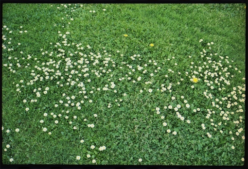 grass w flowers